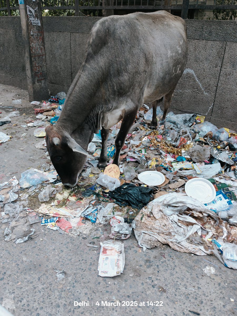 suresh (@suresh1383) on Twitter photo <a href="/gupta_rekha/">Rekha Gupta</a> dear Madam please help us to make a permanent arrangement for handling of Solid waste in our area Vijay Vihar phase 1 (our MLA -Kulwant Rana ji).Lots of cattles roaming around,it is became hazard <a href="/gupta_rekha/">Rekha Gupta</a> dear Madam please help us to make a permanent arrangement for handling of Solid waste in our area Vijay Vihar phase 1 (our MLA -Kulwant Rana ji).Lots of cattles roaming around,it is became hazard