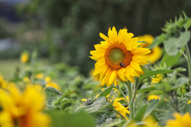 sunflowerchives's tweet photo. Sunflowers. https://t.co/I5XfUv1kVR