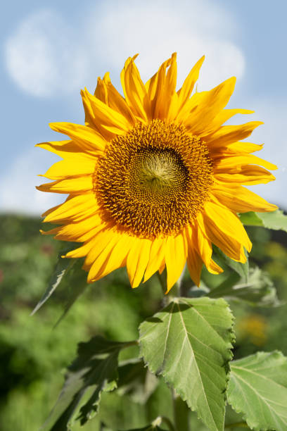 sunflowerchives's tweet photo. Sunflowers. https://t.co/I5XfUv1kVR