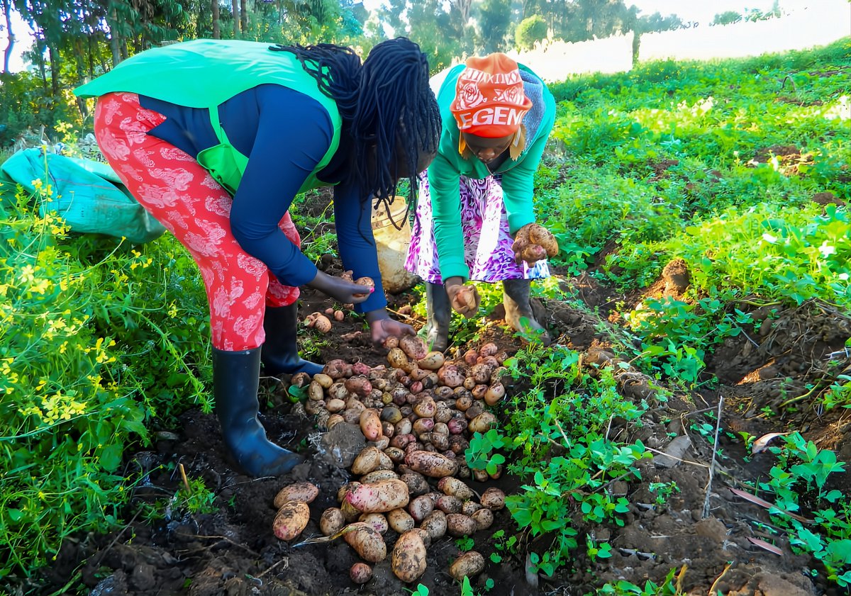 IFDC East and Southern Africa (@ifdcesaf) on Twitter photo Farmers in Nyandarua struggled with poor seed quality, post-harvest losses & limited market access.
Thanks to <a href="/IrlEmbKenya/">Embassy of Ireland</a>, the PCB project introduced certified seed, improved practices & better markets, transforming #potato farming in #Kenya! 🥔
➡️: buff.ly/1yaaigv Farmers in Nyandarua struggled with poor seed quality, post-harvest losses & limited market access.
Thanks to <a href="/IrlEmbKenya/">Embassy of Ireland</a>, the PCB project introduced certified seed, improved practices & better markets, transforming #potato farming in #Kenya! 🥔
➡️: buff.ly/1yaaigv