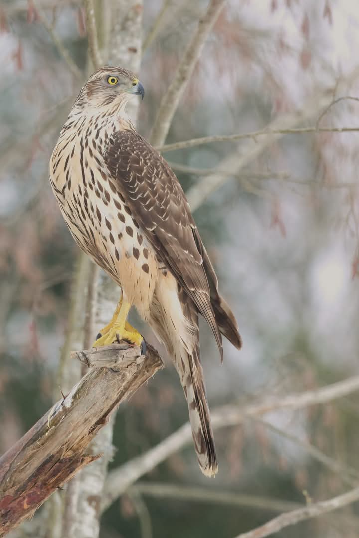 philgouldphoto's tweet image. #QuestionForGroup How many hides where you can photograph at least 3  species of raptors in a day ?

&quot;Bringing you closer to wildlife&quot; 
Without disturbance 

Any information for tour operators,groups and single bookings 

Info@wildlife-dreams.com

#livefromthehide #wildlifehides