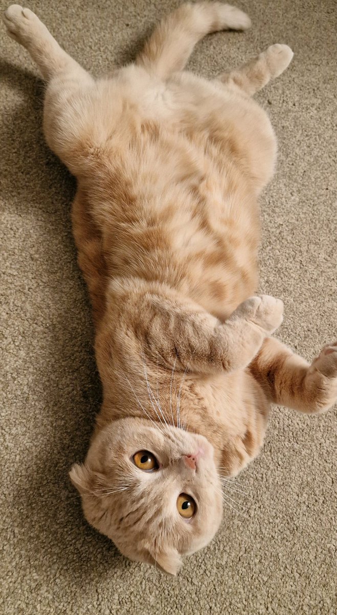 <a href="/PunchingCat/">Punch Cat</a> Our fold Coco waiting for hers ☺️