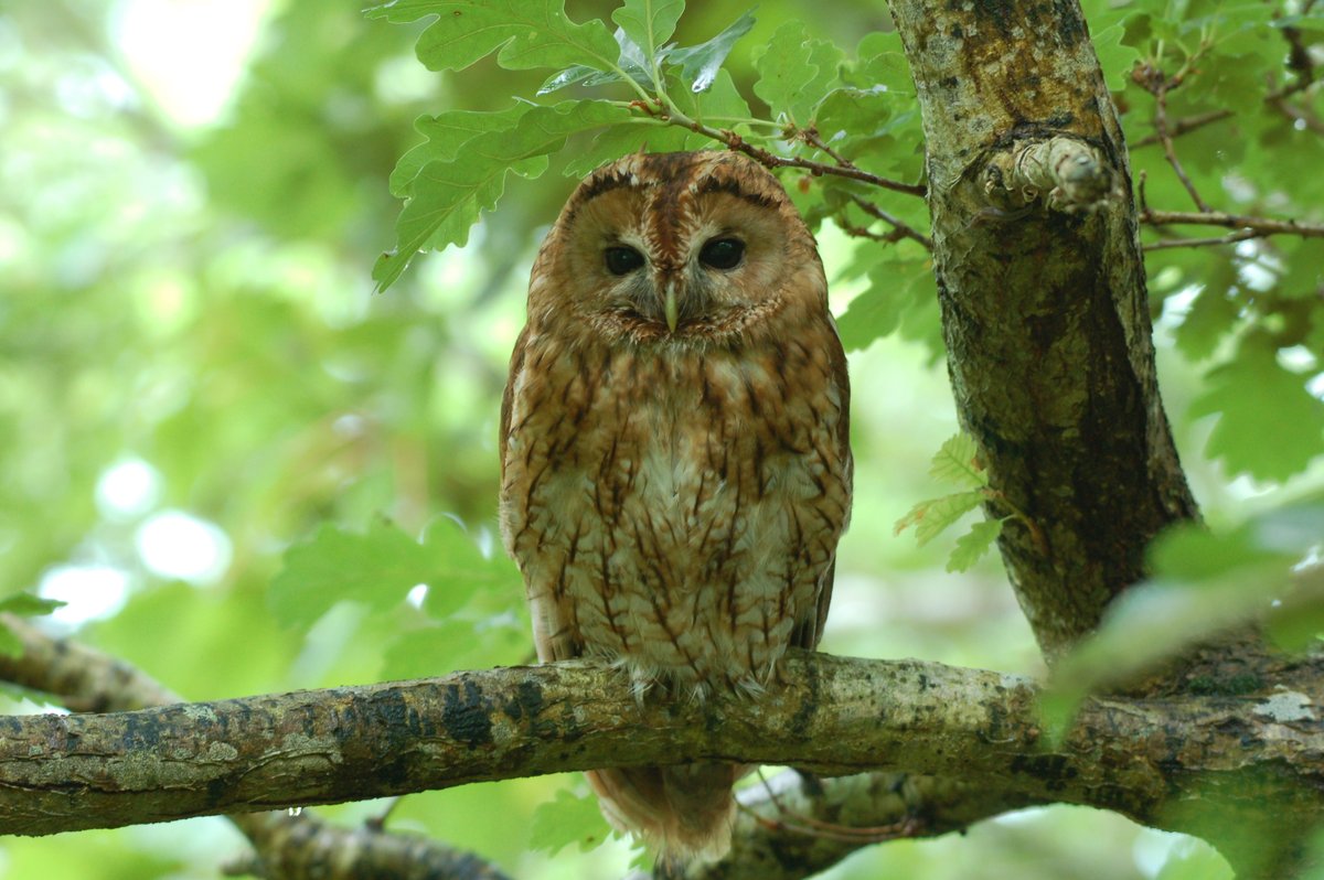 REMINDER – 10 DAYS TO GO! Abstract submission for the EOU Conference in Bangor, August 2025 closes on 15 MARCH. Submit your abstracts here: cutt.ly/krt8HHlk and visit the conference website for further information: cutt.ly/Jrt8Jijz #EOU2025 #ornithology
