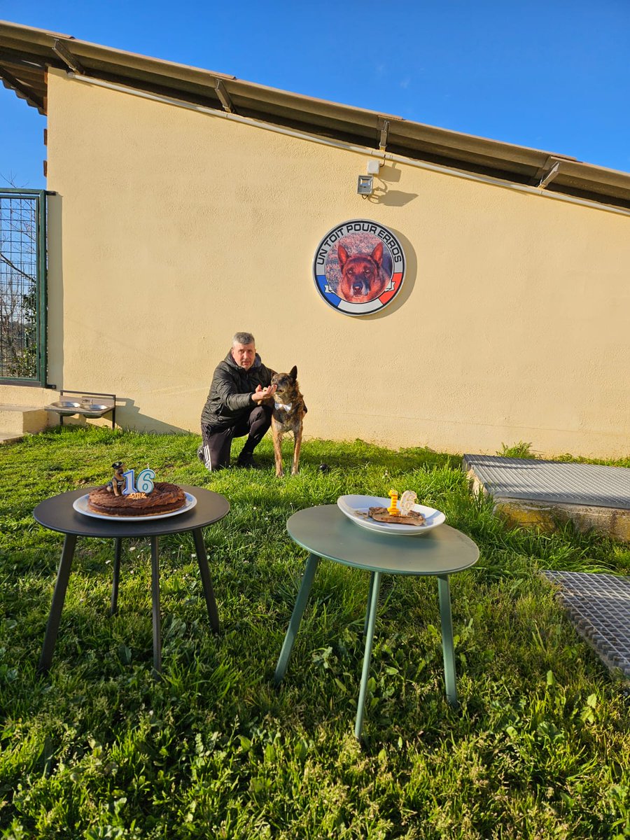 PoliceNat13's tweet image. Erros🐕‍🦺 notre chien #policier retraité, fête ses 16 ans
Erros ne pouvait être placé à l&apos;issue de sa carrière de patrouilleur
Recueilli au sein de l&apos;association &quot;Un toit pour Erros&quot;, il a soufflé ses bougies avec ses collègues à 2 et 4 pattes avant de dévorer goulûment ses cadeaux