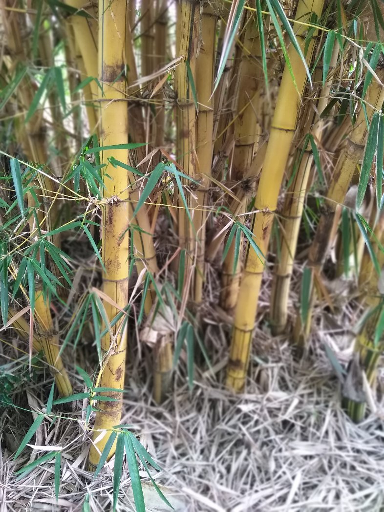 KEFRIHQ's tweet photo. Bambusa Vulgaris
This crop grows well across Kenya, from the coast to the highlands. It's useful for building, making furniture, producing bioenergy, and crafting. Bamboo grows ten times faster than regular trees and can absorb 400 tons of CO2 per hectare https://t.co/yRJ4rOozPM