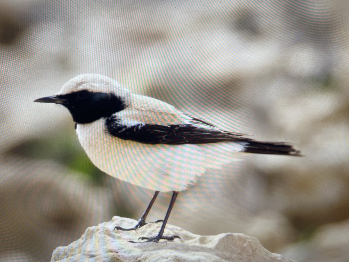 ⁦<a href="/birdsaroundcy/">BirdsAroundCyprus</a>⁩ Desert Wheatear - Cape Greco 5 Mar 25 #cyprusbirds #birdsseenin2025