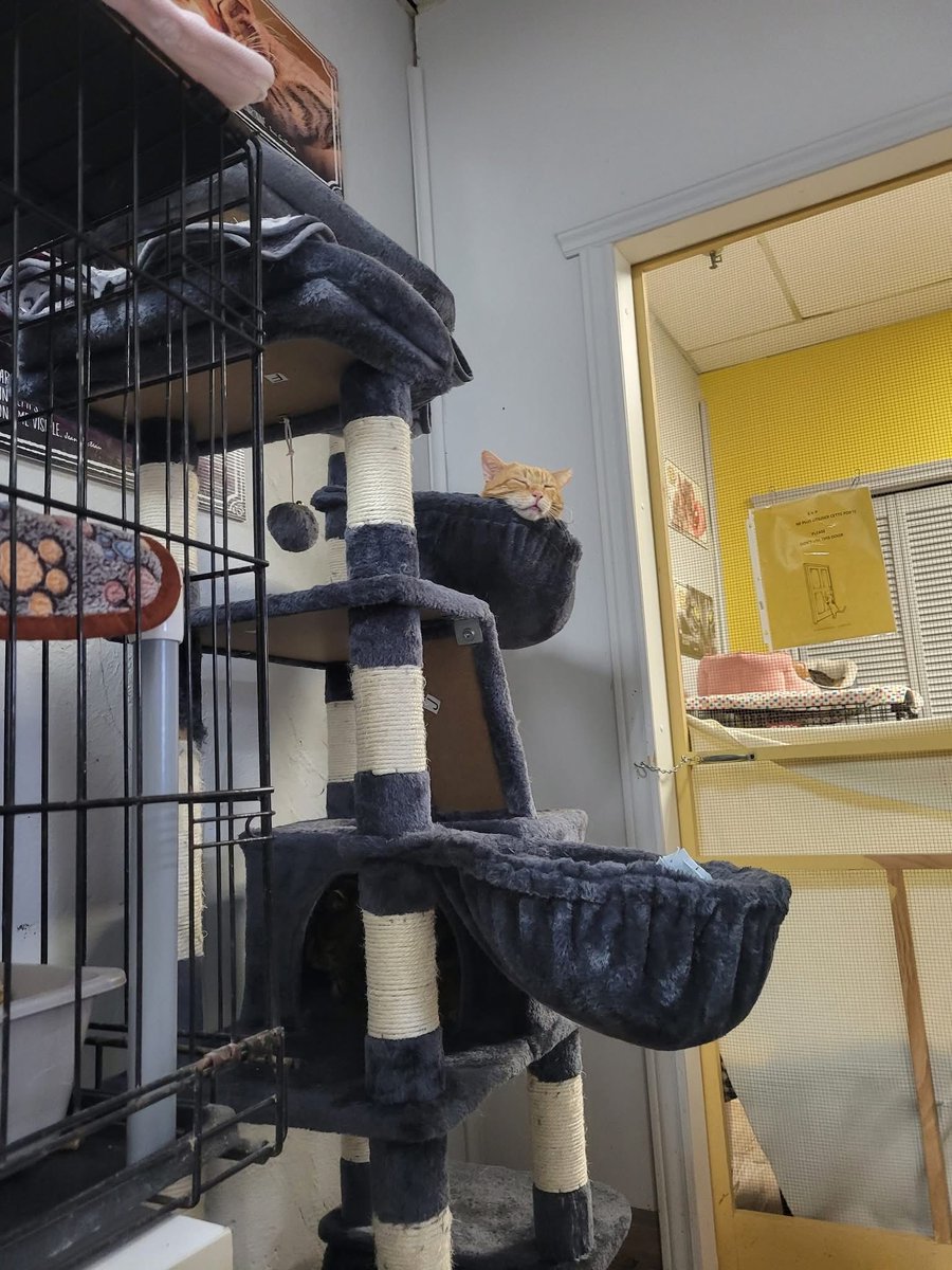 Spot one very chilled out Calvin 🥰