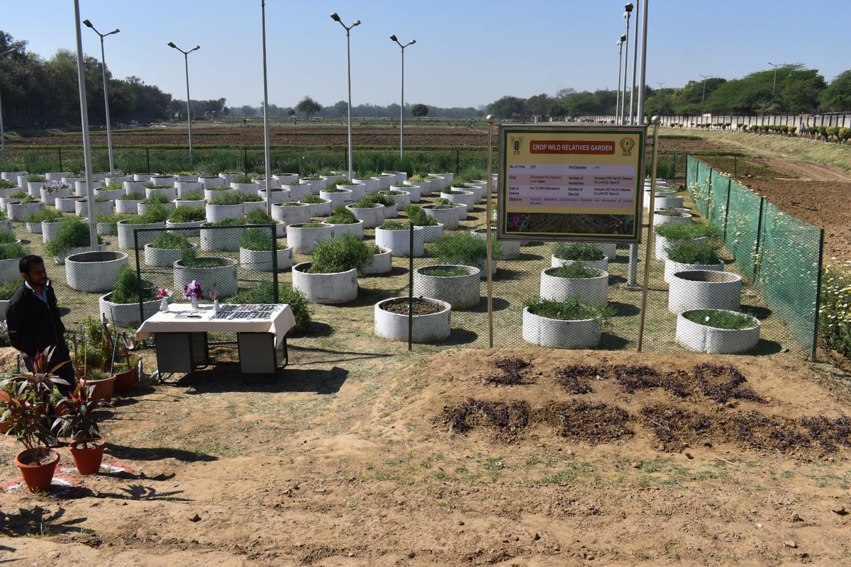surendrabarpete's tweet image. Participated in @INBPGR #Germplasm #DiversityDay (March 5, 2025). Impressive #Germplasm collection showcasing #Grasspea, #FabaBean, and #Lentil diversity. A valuable platform for conservation and utilization! #GeneticResources #Agrobiodiversity #CWR
