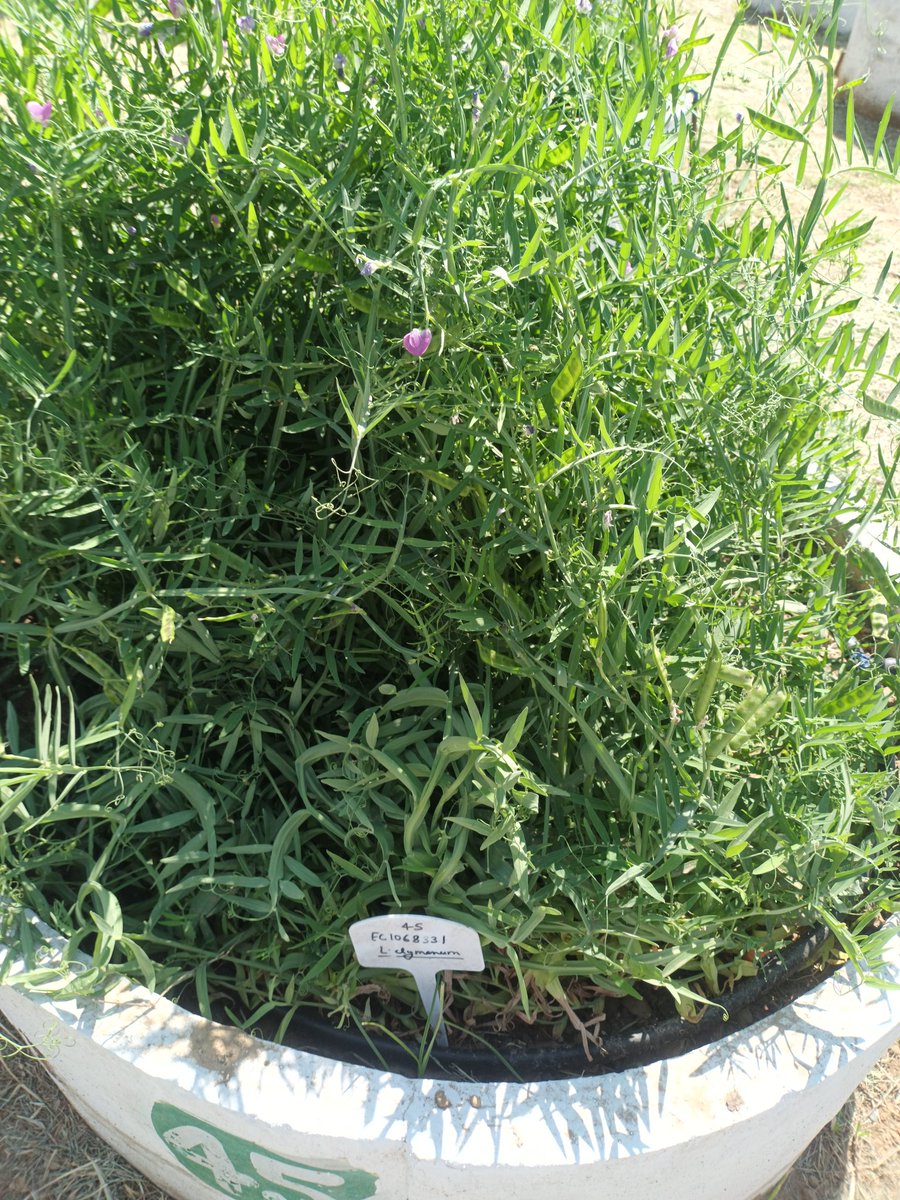 surendrabarpete's tweet image. Participated in @INBPGR #Germplasm #DiversityDay (March 5, 2025). Impressive #Germplasm collection showcasing #Grasspea, #FabaBean, and #Lentil diversity. A valuable platform for conservation and utilization! #GeneticResources #Agrobiodiversity #CWR