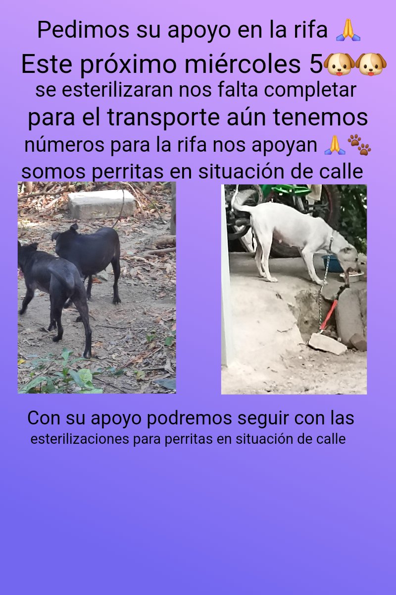SusanaDeras1's tweet image. Amigos nos faltan $25 para completar lo del transporte nos ayudan 🙏 @Chonita19731971 @Manuelm43383171 @Alejand35954067 @Edu17994704 @FakingFish @Opereira001 @MarlonRodSF @Guardado_E2