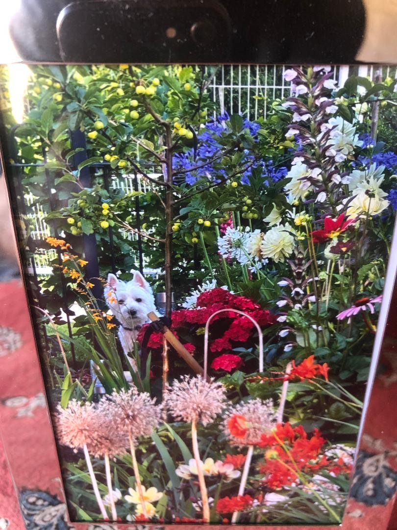 Give us this day our daily doggie.
#dogs #woof #paws #animals 
<a href="/BuffytVSSummers/">{ Parody} Buffy, Afterwards</a>