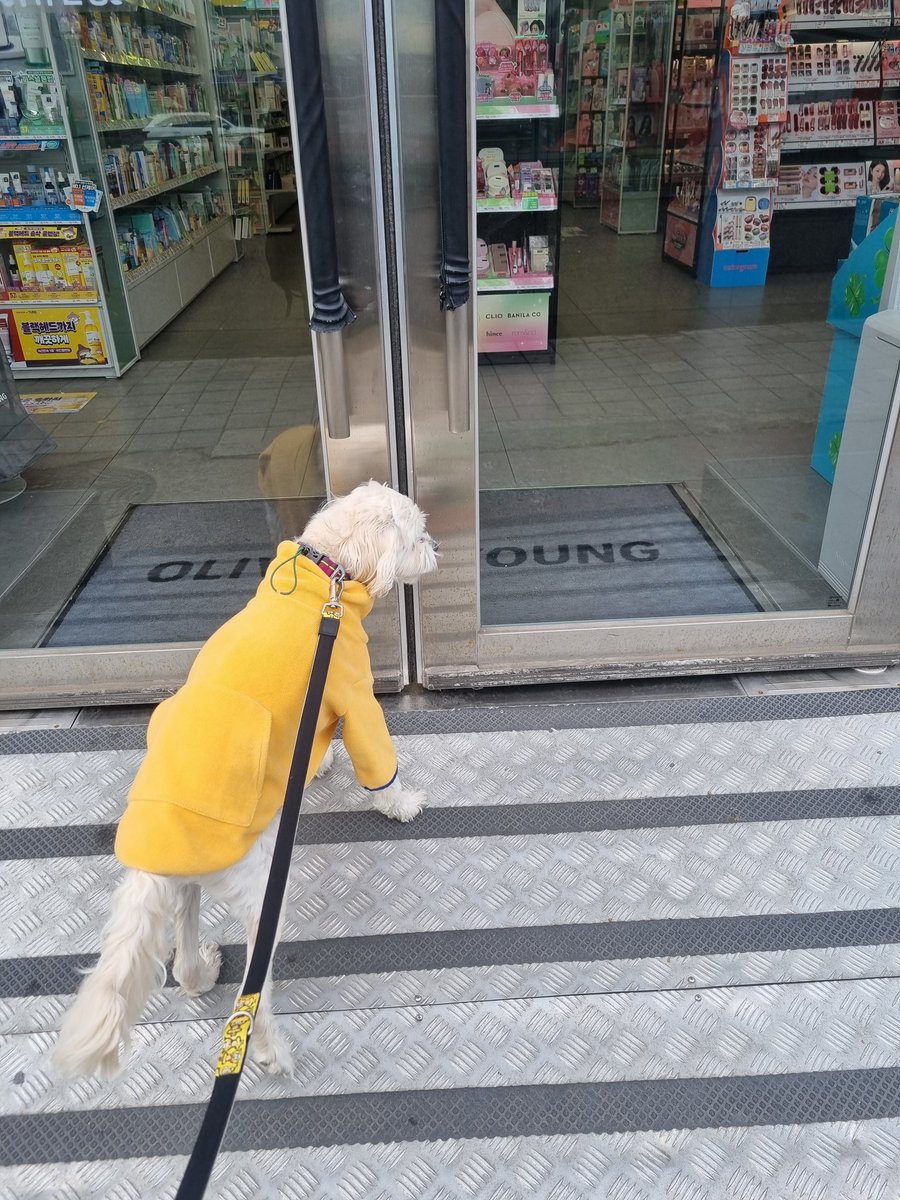 개가 올리브영을 왜가