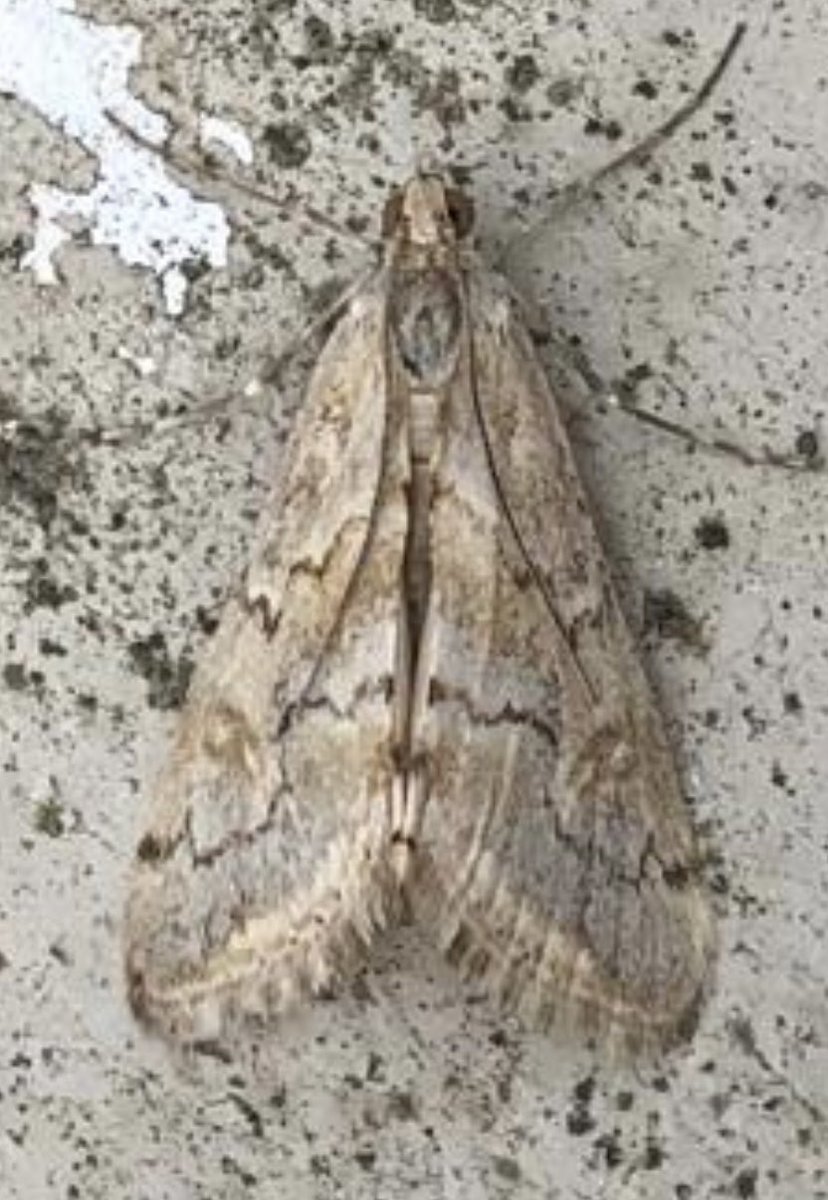 Mark Cutts (@slashercutts) on Twitter photo Small influx of Cornifrons ulceratalis here on #Gibraltar. UK moth-ers eyes peeled. <a href="/MigrantMothUK/">Migrant Lepidoptera</a> <a href="/gonhsgib/">GONHS Gibraltar</a> Small influx of Cornifrons ulceratalis here on #Gibraltar. UK moth-ers eyes peeled. <a href="/MigrantMothUK/">Migrant Lepidoptera</a> <a href="/gonhsgib/">GONHS Gibraltar</a>