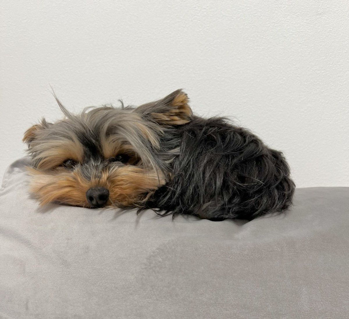 フクのキロク tweet media