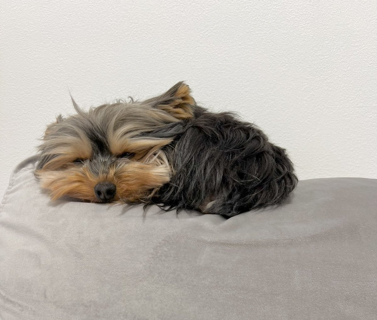 フクのキロク tweet media