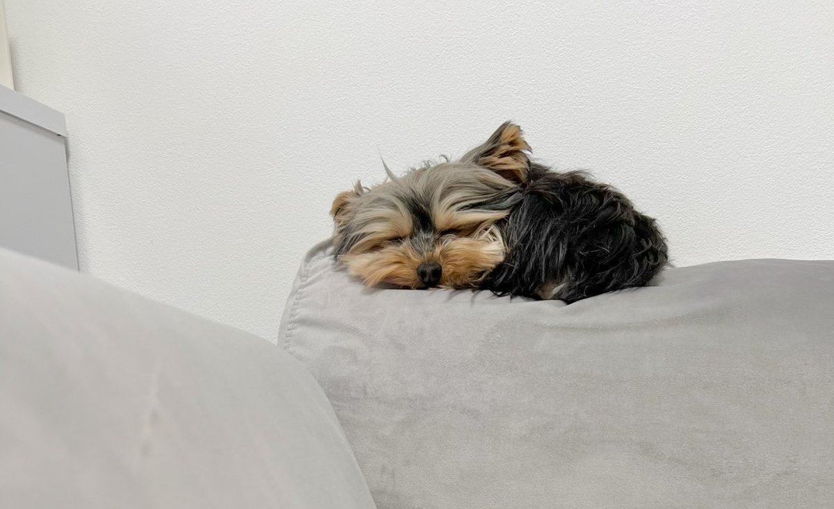 フクのキロク tweet media