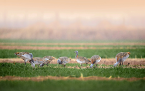Zhou_jinfeng's tweet photo. During a routine patrol in the Yellow River wetlands of Changyuan, volunteers from the #CBCGDF CCAfa were thrilled to observe a group of 40 to 50 great #bustards foraging peacefully. This heartening sight marked another milestone in their relentless conservation efforts. https://t.co/RHteaORZzu