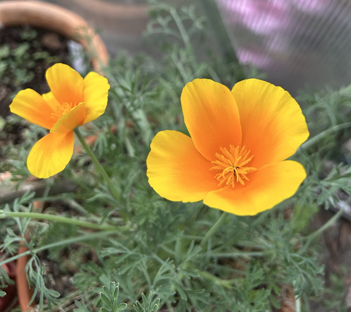 California poppies are blooming in the unheated greenhouse. I love the feathery foliage and bright orange centers of the flowers.

#Flowers #Gardening #FlowerReport #Plants  #GYO #Spring #GardeningFeed