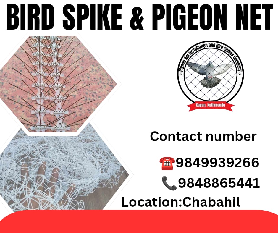 carcleaning53's tweet photo. 👉We are Best bird spikes and net installation Service 🥰
Say goodbye to pesky pigeons! 🐦🚫
 Keep your space clean and bird-free with high-quality pigeon nets and bird spikes. Safe, effective, and long-lasting protection! 🏡✨ 

Contact number: ☎️ 9849939266/9848865441 https://t.co/pAKFEvcIoZ