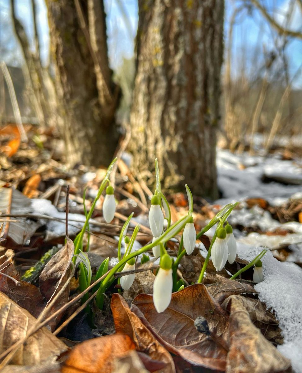Longer days and warmer temps bring early bloomers to life! Winter aconites, snowdrops, and crocuses are adding color to the landscape. Have you spotted any wildflowers yet?
⁠
#BackToNature⁠
⁠
📸 Gundula Vogel / Pexels⁠
📸 Artem Meletov / Pexels