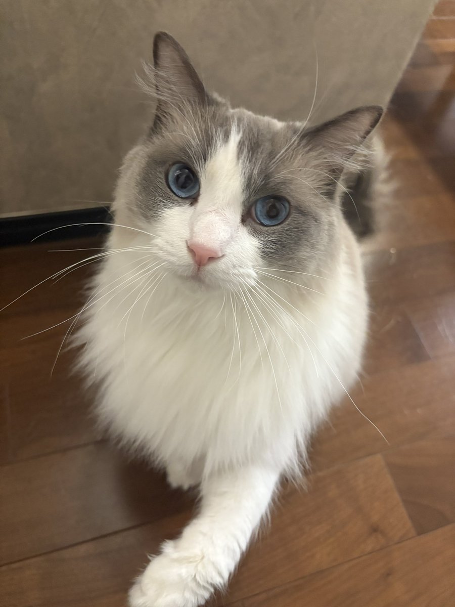 ごはんくださいっ！！