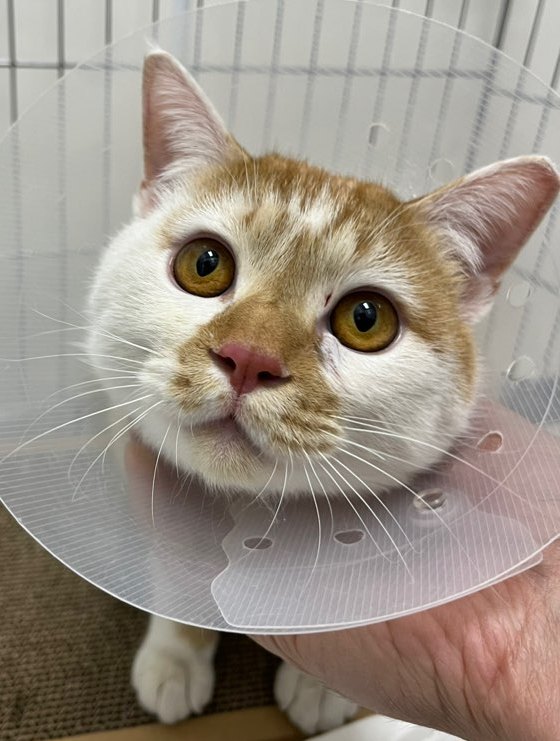 🧸입양완료🧸

임보자 분께서 기존아이와 밀레가 서로 너무 좋아하고 밀레와도 정이 너무 많이 쌓여
입양하시게 되었어요💕

입양확정 주셨던 천사 해무리님 께서
상황을 들으시고 너른 배려를 해주시며
밀레 행복을 빌어주셨어요🙏

밀레 검진 도와주신 모든분들께도
마음다해 깊이 감사드립니다🙏