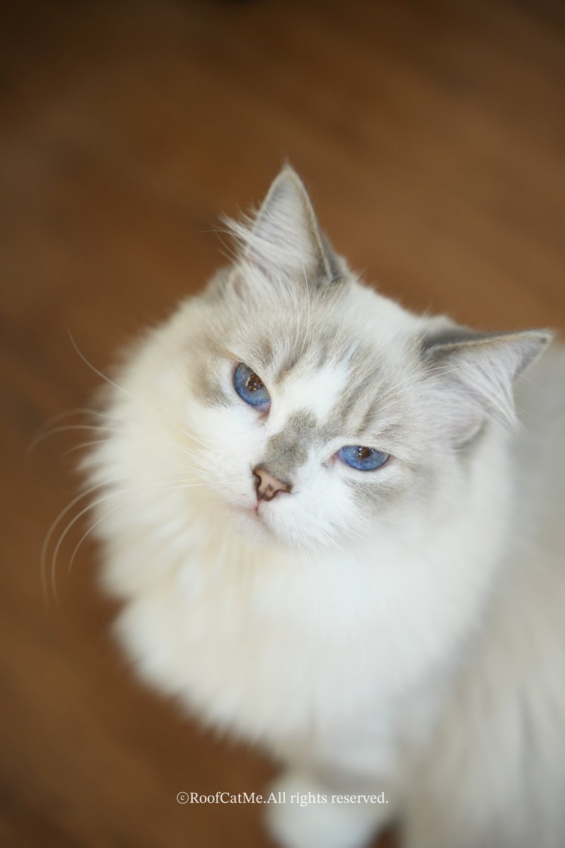 #새프로필사진
우오아아앙  프로필이 바뀌었습니다 😸🥹🥹
그림 감사합니다 🥹🥹🥹🥹  ㅠㅠㅠ 

완전 대박 😼🐾