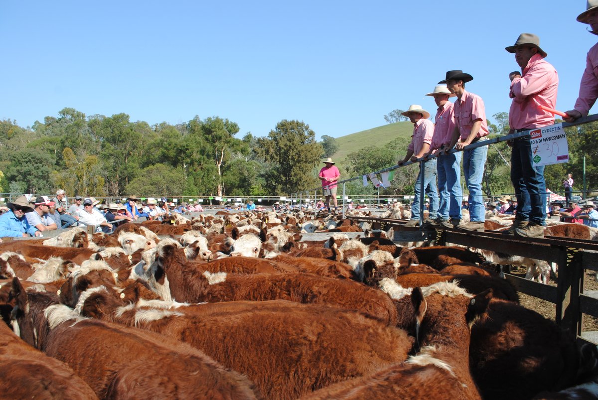 Barry Murphy tweet media