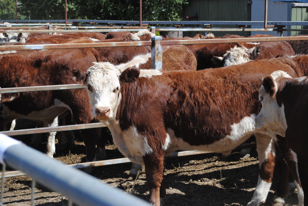 Barry Murphy tweet media