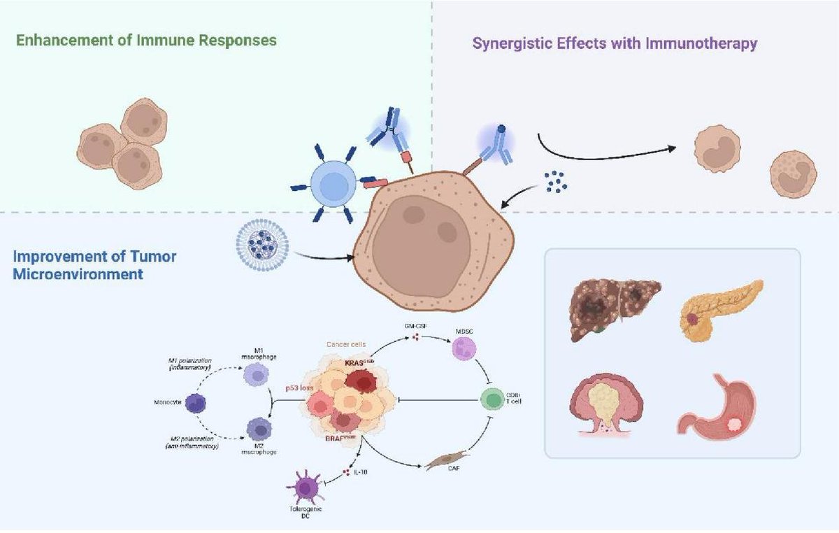 Combining traditional Chinese medicine nanoparticles with modern immunotherapy shows promise for boosting immune responses and improving gastrointestinal cancer treatment!🥳
#nanoparticles #immune 
<a href="/SciOpenTUP/">SciOpenTUP</a> <a href="/BiomedNano/">Nano Biomed. Eng.</a> 
sciopen.com/article/10.265…