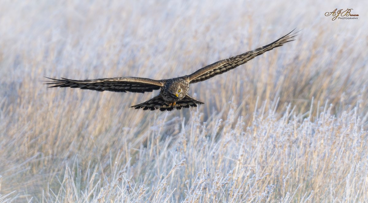 Aidan Brown (@aidanjb118) on Twitter photo Slepe Moor - yesterdays early morning female Hen Harrier. Hunting over the frosty reeds. <a href="/DorsetBirdClub/">Dorset Bird Club</a> <a href="/DorsetWildlife/">Dorset Wildlife Trust</a> Slepe Moor - yesterdays early morning female Hen Harrier. Hunting over the frosty reeds. <a href="/DorsetBirdClub/">Dorset Bird Club</a> <a href="/DorsetWildlife/">Dorset Wildlife Trust</a>