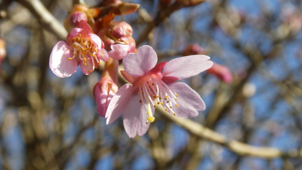 Wouter van der Wulp tweet media