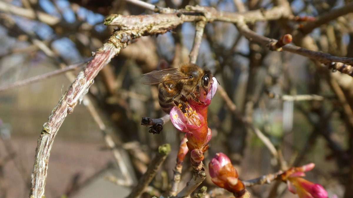 De Fuji-kers-haag staat in bloei - Prunus incisa 'Paean' , zie bsky.app/profile/wvdwul… - heeft <a href="/arboretumkalmt/">Arboretum Kalmthout</a> nu ook bloeiende kerselaarhagen?