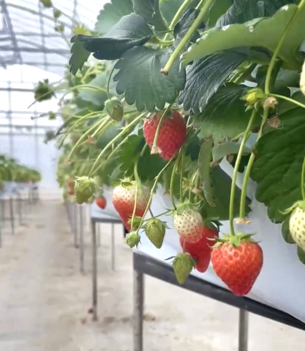 Linopi8's tweet photo. 一狩りしてきた🍓 https://t.co/Aaslu7u5Ze