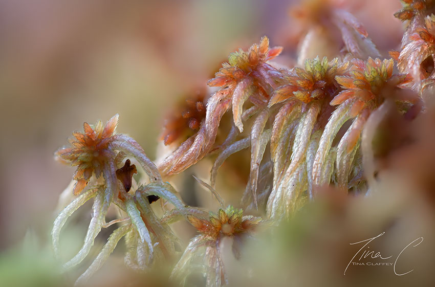 It is just magical to spend time looking closely at sphagnum mosses, the bog builders. Holding up to 20 times their own weight in water, without them, we would have no bogs. So incredibly beautiful up close <a href="/CCWPeatlands/">Connecting Communities with Peatlands</a> <a href="/ipspeatlands/">International Peatland Society</a> <a href="/forum_wetlands/">Community Wetlands Forum</a>