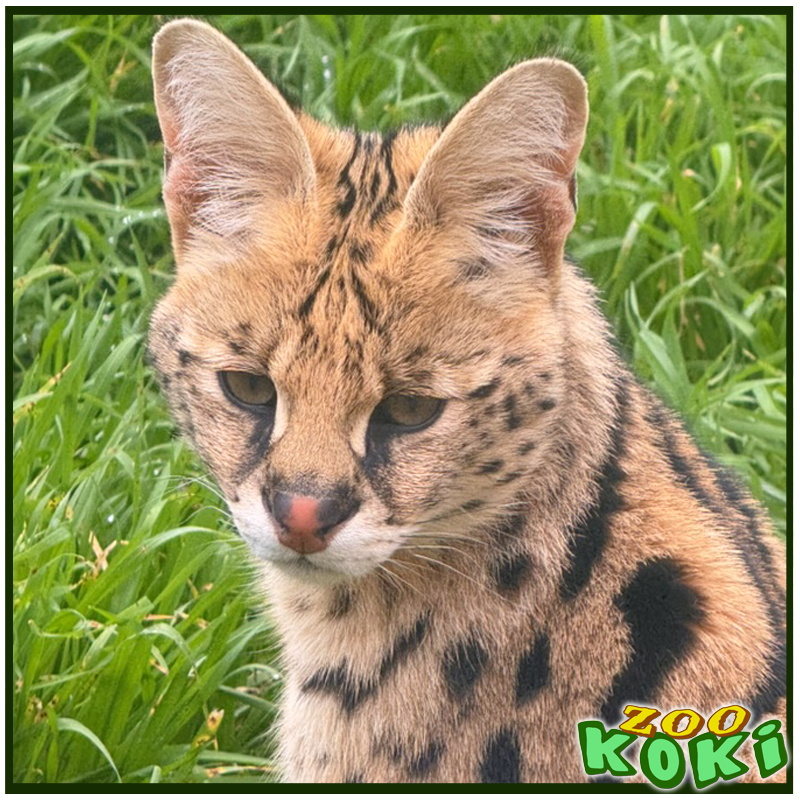 zookoki's tweet image. 🌦️🐆 En ZOO KOKI, la lluvia refresca y el sol brilla entre nubes. Nuestro serval disfruta ambos: saltando entre charcos o descansando bajo el sol. 🌿✨ Ven a ver cómo la naturaleza cobra vida con cada cambio. ¡Te esperamos! 🦜🐾