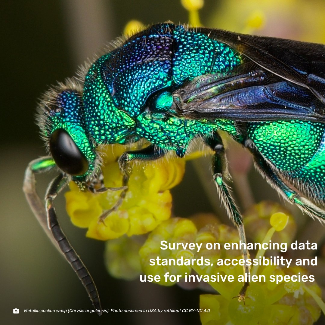 We're looking for the input of IAS data collectors, users or curators to take part in a survey to help shape the future of IAS data standards and accessibility.⭐

This survey is hosted by the GBIF and @TDWG task groups on IAS. 

Learn more: 🔗surveymonkey.com/r/GZMC5FX