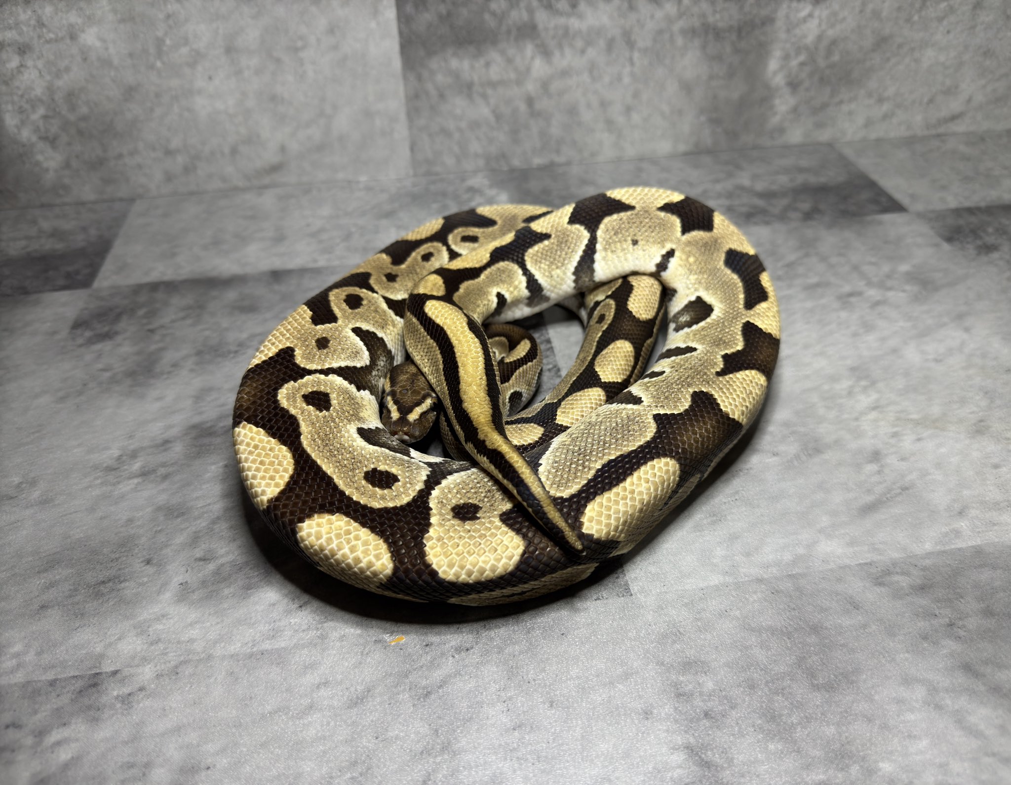 Jignas (@JignasReptiles) / X