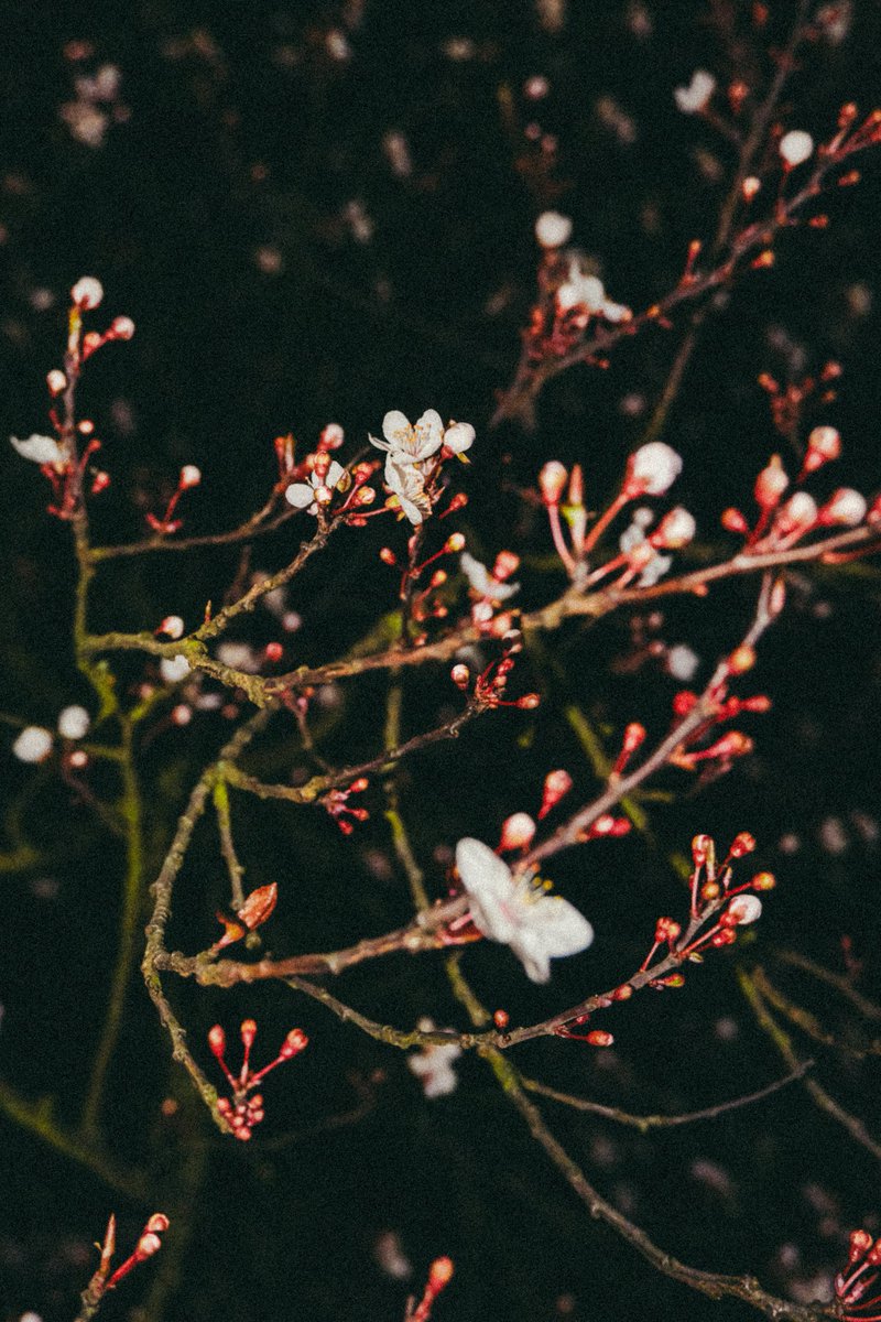 Mr R Baudelaire tweet media