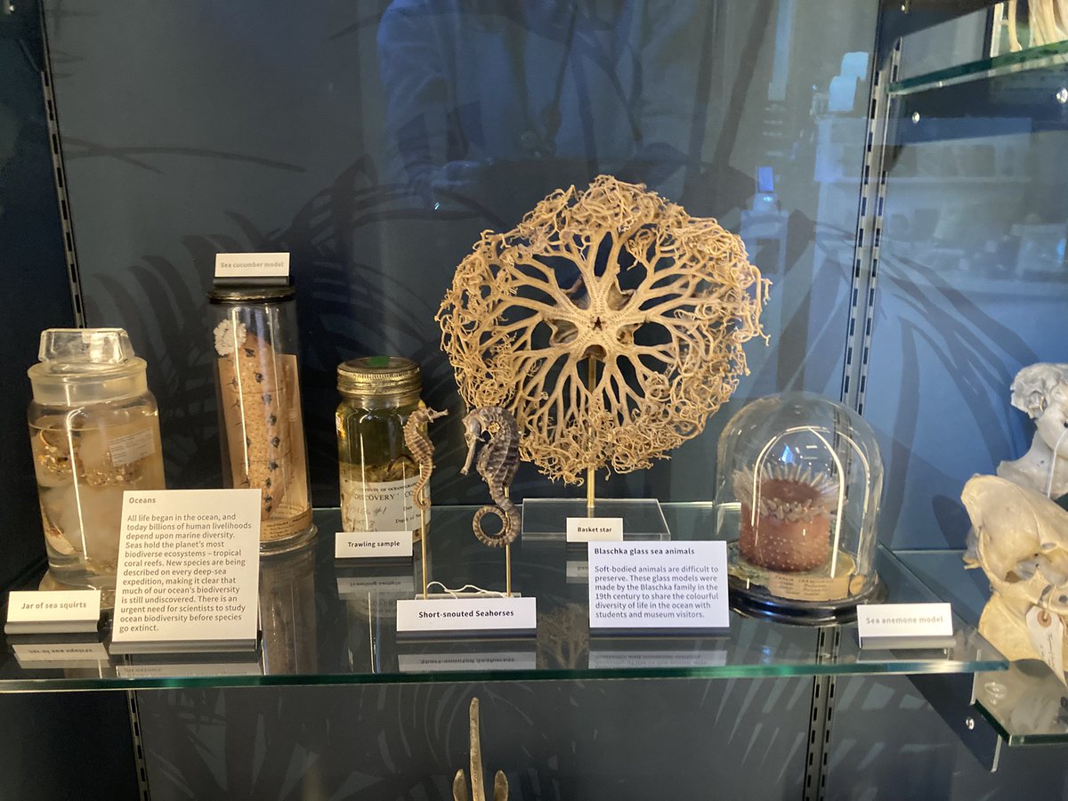 Ms Dempsey (@dempsey_art) on Twitter photo Y10 @Grantmuseum developing their skills in drawing with Mateo from UCL. Part one of the wider outreach engagement programme - Always fun and this time we are drawing some really exciting specimens in the exhibit -<a href="/KelmscottSchool/">Kelmscott School</a> Y10 @Grantmuseum developing their skills in drawing with Mateo from UCL. Part one of the wider outreach engagement programme - Always fun and this time we are drawing some really exciting specimens in the exhibit -<a href="/KelmscottSchool/">Kelmscott School</a>