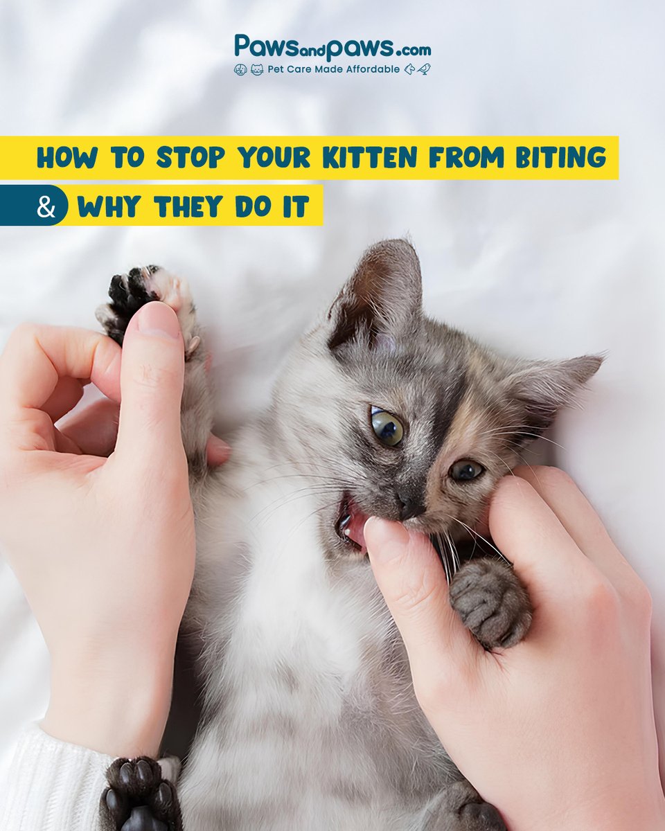 pawsandpaws_in's tweet image. Is your kitten turning your fingers into a chew toy?

Don't worry—biting is natural for kittens, but you can teach them better habits! 

Discover why kittens bite and how to stop it in our blog. 

Read now: pawsandpaws.com/article/how-to…

#pawsandpaws #kittenbiting #cattraining