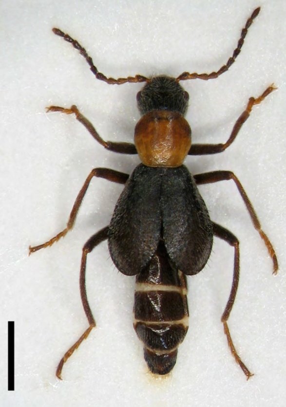 Nueva nota científica publicada en el Boletín de la AeE

Brachemys brevipennis Laporte de Castelnau, 1836 en la costa de la Sierra de Irta (Castellón) (Coleoptera, Melyridae, Malachiinae)

Consulta o descarga en: entomologica.es/publicaciones-…