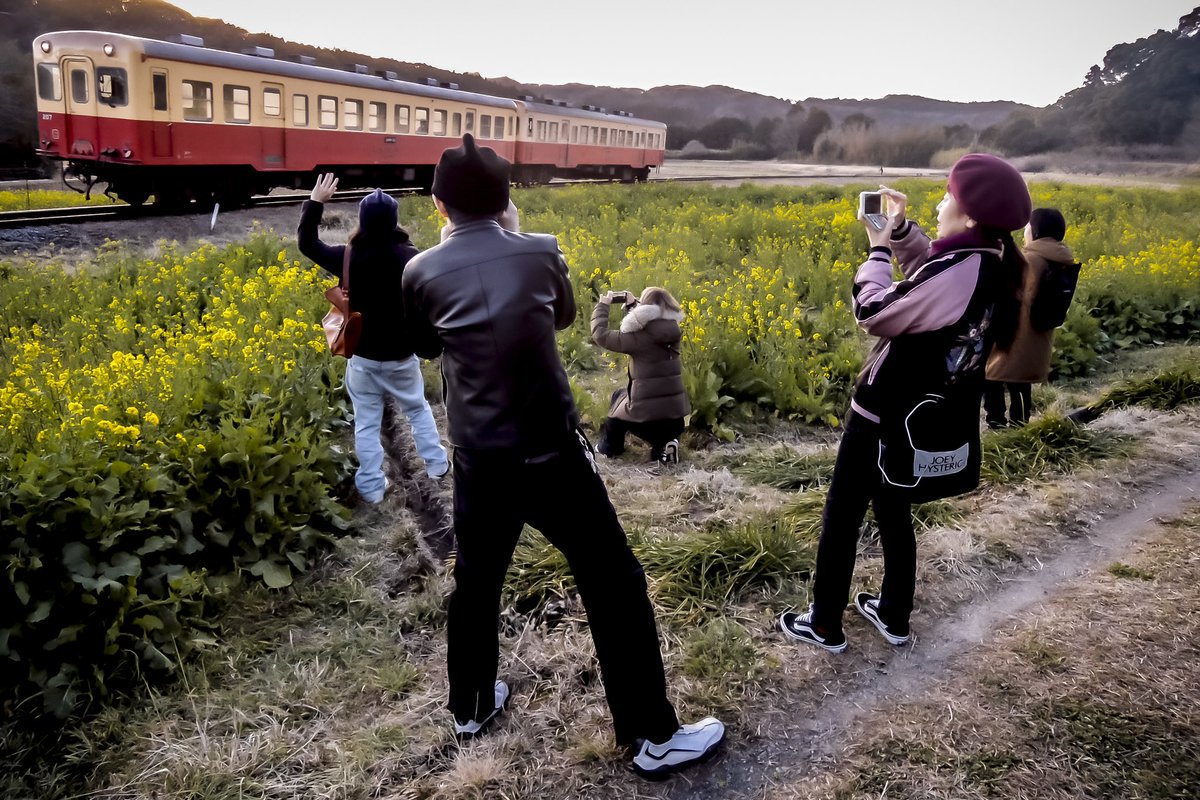tominaritetsu's tweet image. ちょうど一年前に投稿した写真。昔の音楽仲間と菜の花畑に遠足に行った。この時点ではまさか自分が音楽を再びやることになるとは夢にも思っていなかった。まさに夢のような話。

photograph by Scherz Haruna

#snapshot #rapeblossom #ghosttrain 
#documentary #photodiary