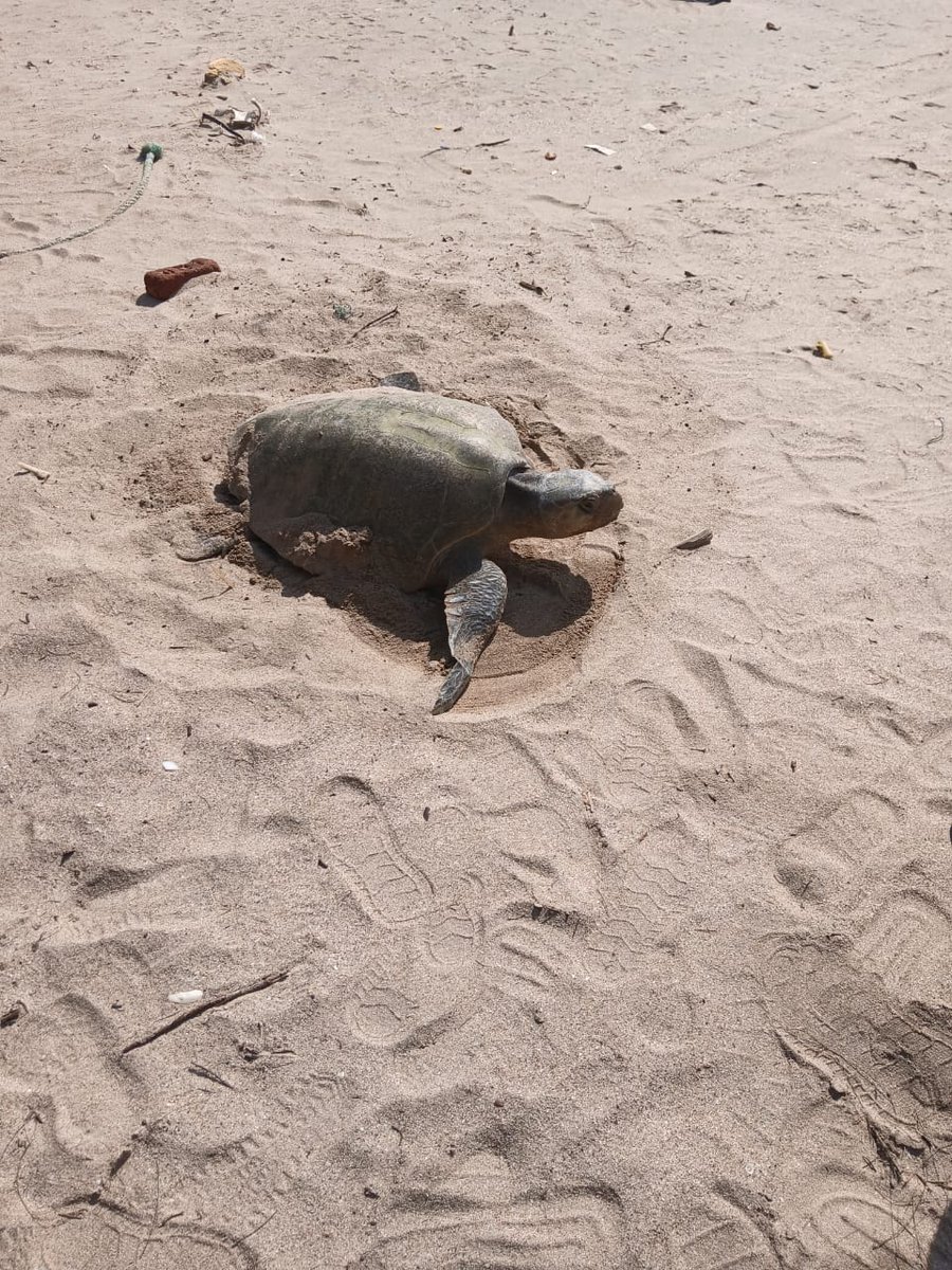 Akshay Mandavkar🌿 (@akshay_journo) on Twitter photo interesting encounters of sea turtle nesting females on Juhu Beach, Mumbai & Kihim Beach, Alibag
juhu - On the night of March 4, a female turtle came to Juhu beach to lay eggs. But due to human presence, the turtle went back into the sea. (1/2)
<a href="/ranjeetnature/">Ranjeet Shamal Bajirao Jadhav</a> <a href="/SloganMurugan/">Mumbai | | Paused</a> interesting encounters of sea turtle nesting females on Juhu Beach, Mumbai & Kihim Beach, Alibag
juhu - On the night of March 4, a female turtle came to Juhu beach to lay eggs. But due to human presence, the turtle went back into the sea. (1/2)
<a href="/ranjeetnature/">Ranjeet Shamal Bajirao Jadhav</a> <a href="/SloganMurugan/">Mumbai | | Paused</a>
