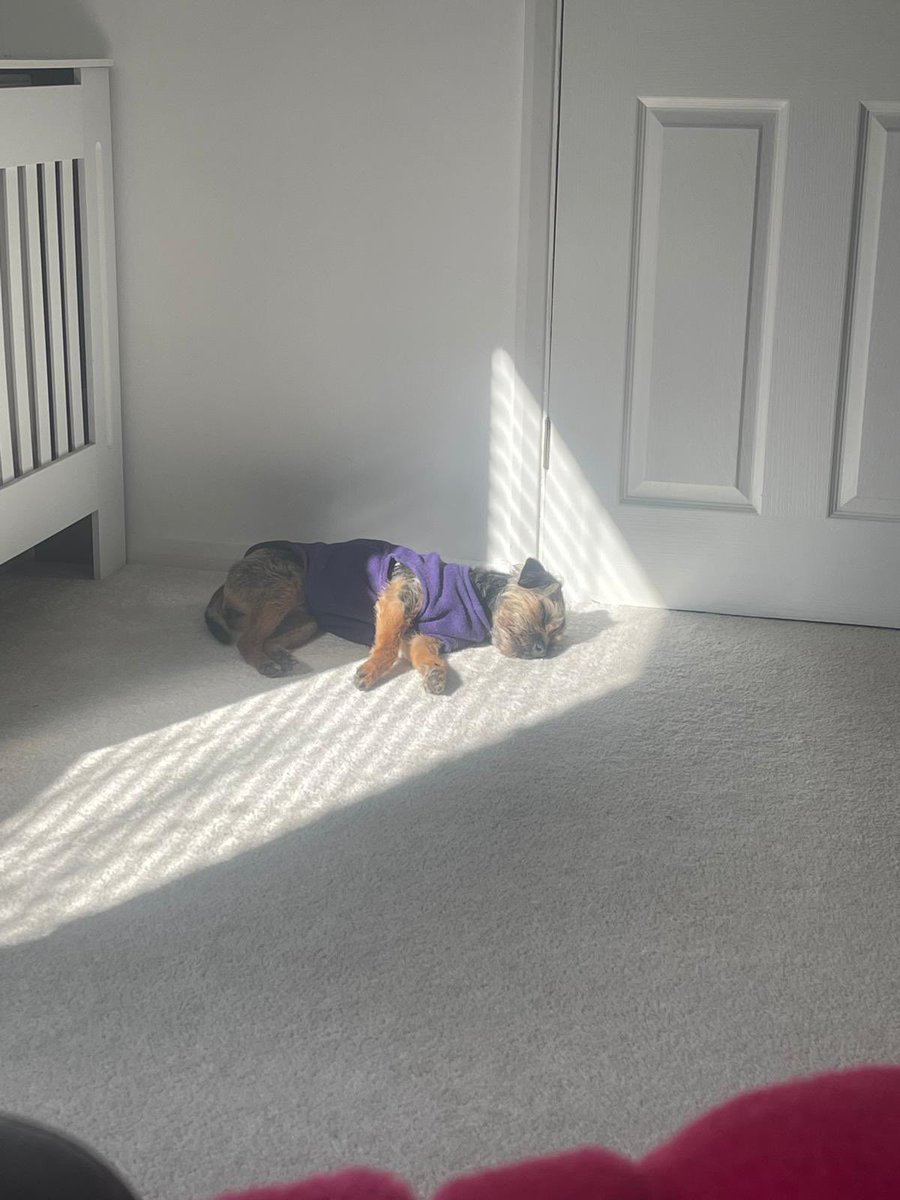 willowborder's tweet image. ☀️💤