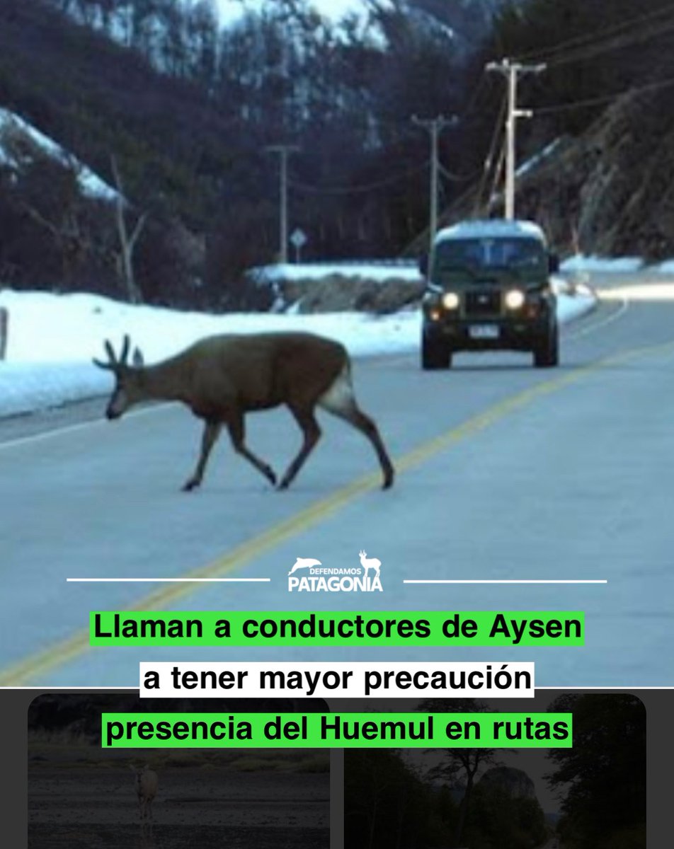 Acudimos al llamado que nos hace la comunidad en región de #Aysen 

⚠️Nos piden difundir un LLAMADO a conducir con precaución en distintas rutas de la región por la presencia de Huemul .

💚Esta especie maravillosa es un icono de los hábitat de esa parte de la #patagonia por lo