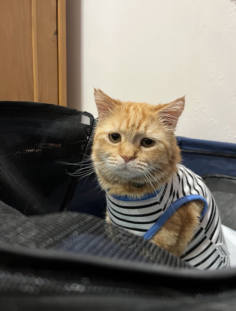 Adung & Imut 🐈 tweet media