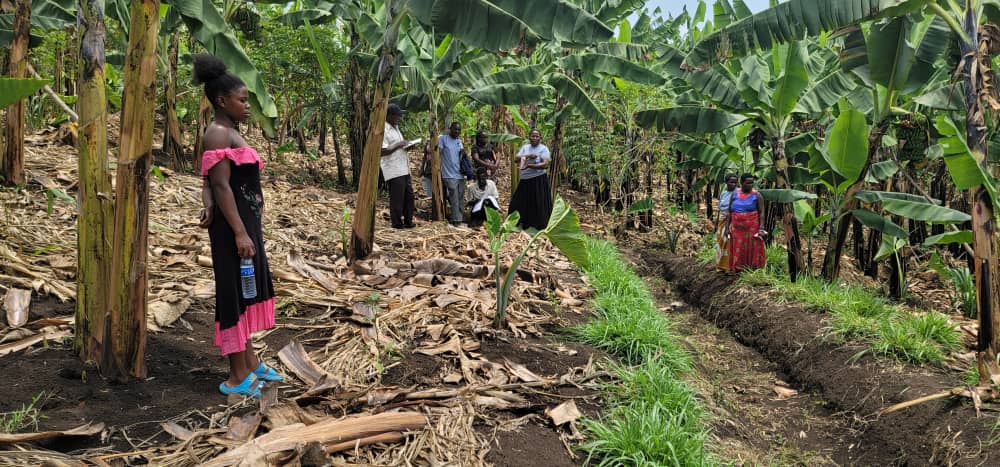 CommonGround Project (@commongroundug) on Twitter photo Integrated Plot Plan learning visit for Farmers is happening in Kyakahinda in Kibiito Town Council in <a href="/BunyangabuDLG/">Bunyangabu District Local Government</a> <a href="/NLinUganda/">Embassy of the Netherlands in Uganda</a> <a href="/WURenvironment/">WUR Environmental</a> <a href="/ISSDUganda/">ISSD Uganda</a> Integrated Plot Plan learning visit for Farmers is happening in Kyakahinda in Kibiito Town Council in <a href="/BunyangabuDLG/">Bunyangabu District Local Government</a> <a href="/NLinUganda/">Embassy of the Netherlands in Uganda</a> <a href="/WURenvironment/">WUR Environmental</a> <a href="/ISSDUganda/">ISSD Uganda</a>