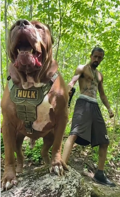 VertigoWarrior's tweet image. Most Dangerous and Terrifying Dog Breeds Around the World

Tap the tweet and enjoy the Thread 🧵