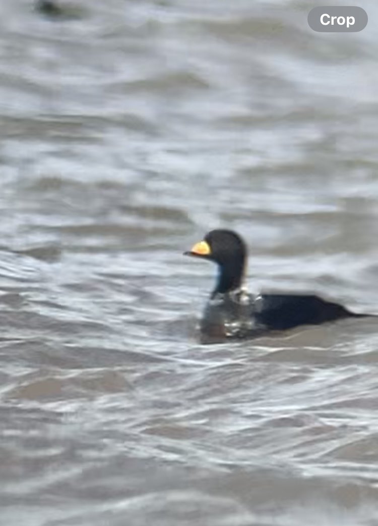 Hoylake…an interesting looking drake Scoter that really stood out from the crowd this morning. Out on tideline at low water, off Hoylake RNLI. <a href="/PatchBirding/">Patchwork Challenge</a>